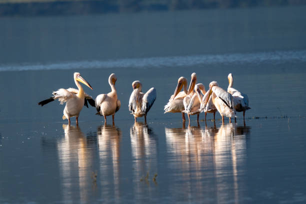 istock Great White Pelicans Gathering on a Tranquil Lake 2198774283