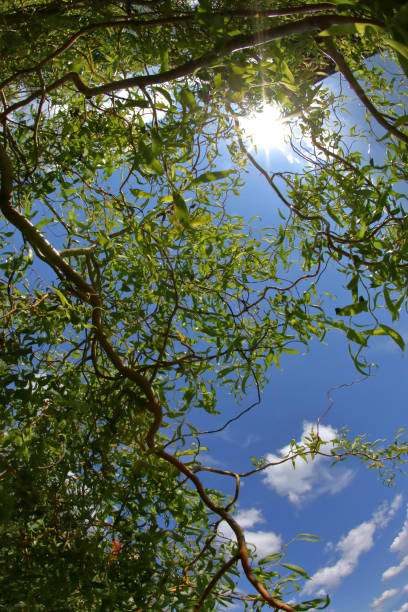 A breathtaking view of golden sunlight gently filtering through vibrant green leaves against a bright blue sky