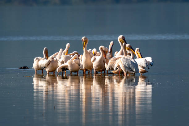 istock Great White Pelicans Gathering on a Tranquil Lake 2198774364