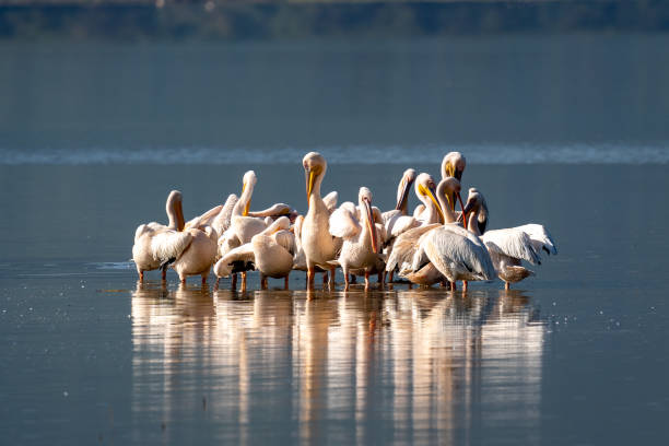 istock Great White Pelicans Gathering on a Tranquil Lake 2198774369