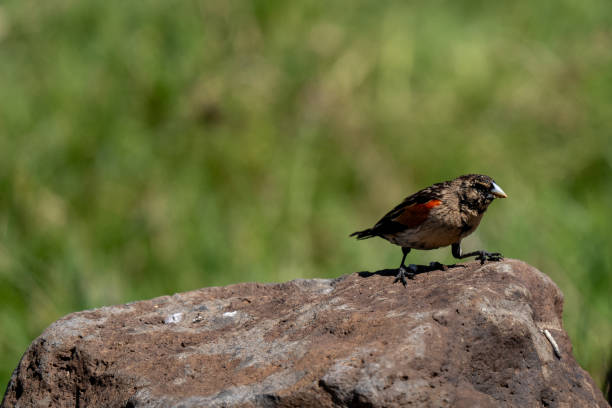 istock Small Finch with Red Patch Perched on a Rock 2198774691