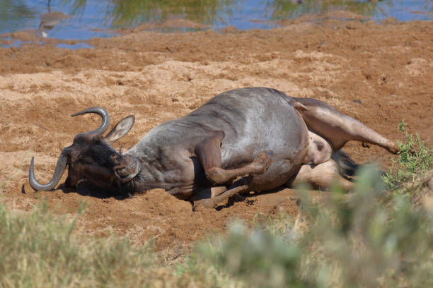 istock Streifengnu / Blue wildebeest / Connochaetes taurinus 2198775015
