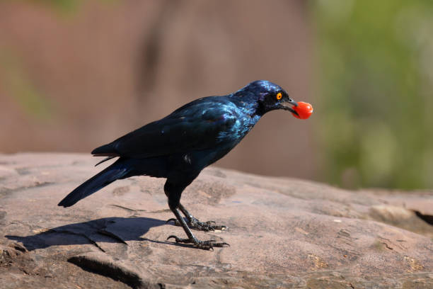 Rotschulter-Glanzstar/ Cape glossy starling or Red-shouldered glossy starling / Lamprotornis nitens
