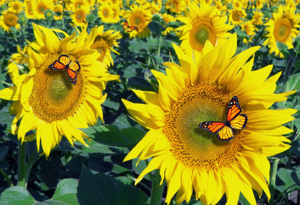 istock bright colorful monarch butterflies on a sunflower field. 2198775565