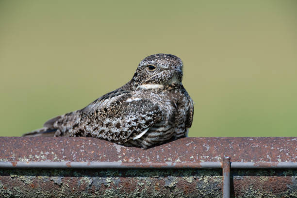 istock Nighthawk, Tallgrass Prairie Preserve, OK 2198775790
