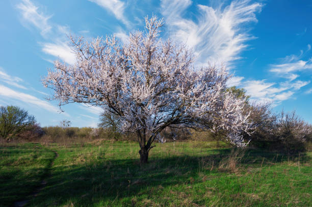 Apricots on Tree