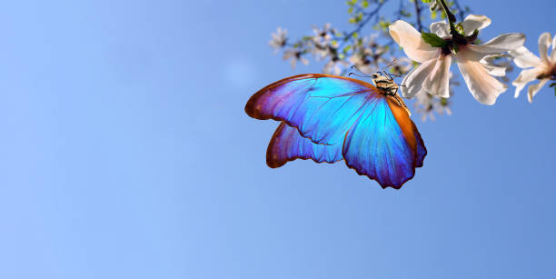 istock colorful tropical blue morpho butterfly on white magnolia flowers. copy space 2198776307