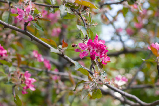 Blooming apple orchard in the park. Apple trees along the paths