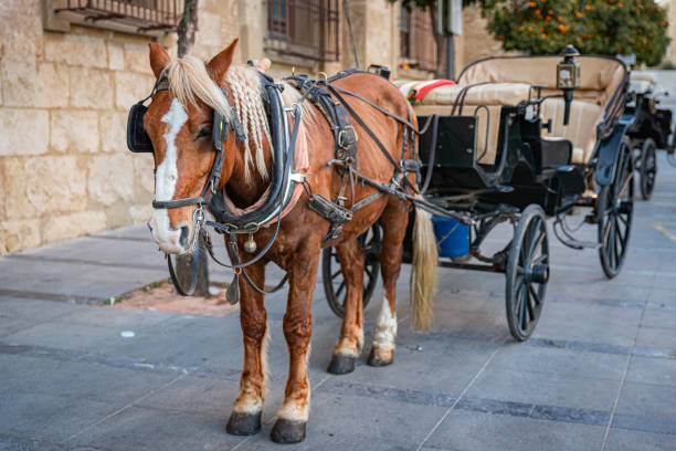 istock Carriage horse, Cordoba, Spain. 2198777525