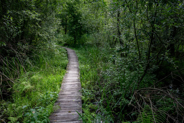 istock A Charming Wooden Path Meandering Through a Beautiful, Lush Green Forest Landscape 2198777533