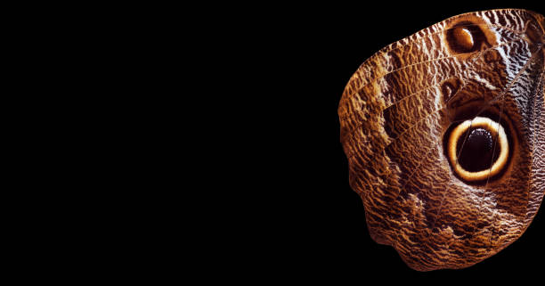 istock owl butterfly. caligo butterfly wing isolated on black. copy space 2198777703