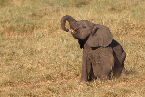 istock Afrikanischer Elefant / African elephant / Loxodonta africana 2198778123