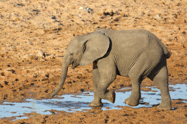 istock Afrikanischer Elefant / African elephant / Loxodonta africana 2198778185