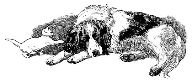 A little kitten is curious about the soft ears of a sleeping dog, reaching out to touch an ear. Vintage etching circa 19th century.