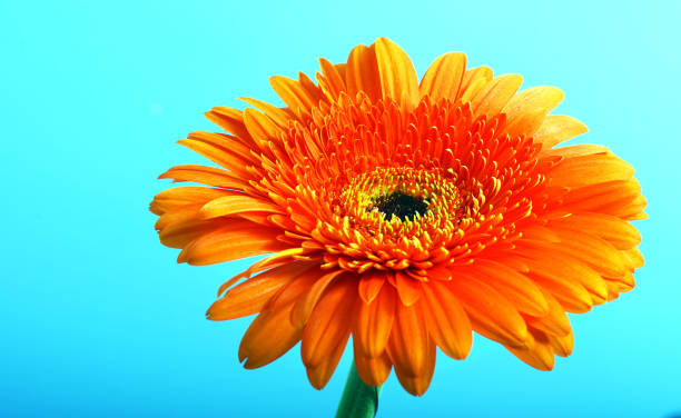 istock orange gerbera flower on blue. close up. selective focus 2198779018
