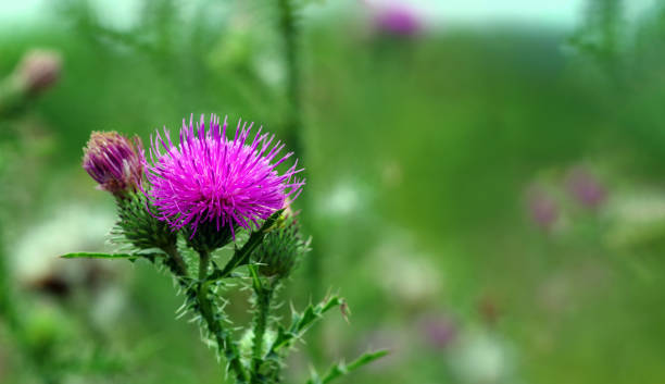 istock bright thistle flower in the meadow. copy space 2198780101