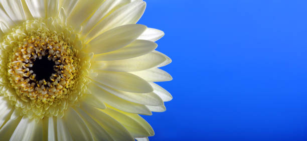 istock white gerbera flower on blue. close up. copy space 2198780134