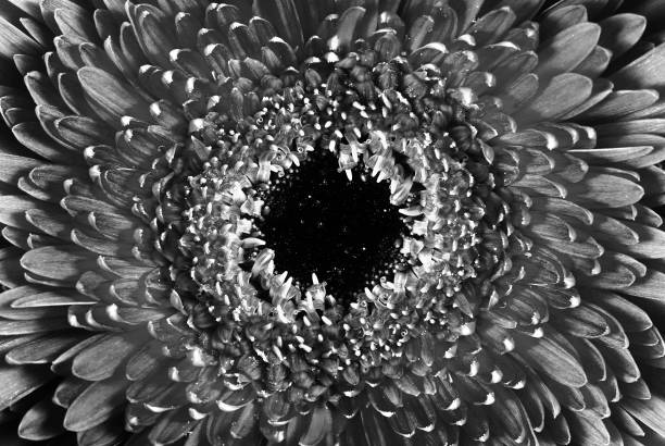 Detail of plants and/or flowers captured in summer on black and white 35 film by an old-fashioned analogue (or analog) film camera and a prime 105 mm f/2.8 macro lens. The granularity in the image is real film grain (due to the presence of small particles of a metallic silver on the negative). The shallow depth of field (DOF) due to the use of macro/micro lens results in ample space for copy/text. The image is part of a series of similar images captured on analog/analogue 35 mm film.