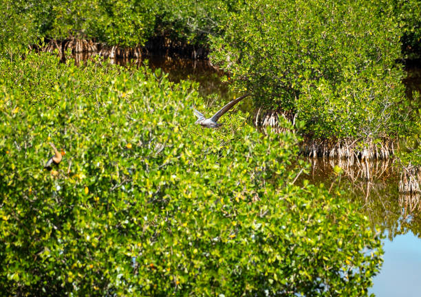 Brown Pelican in flight in the Florida everglades during winter at a pond in Big Cypress National Preserve