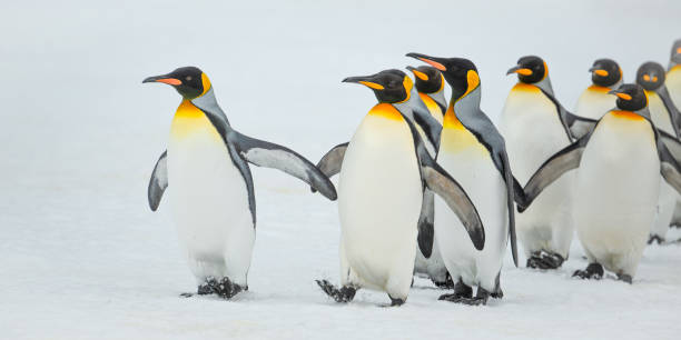 istock King penguins on Salisbury Plain, South Georgia Island 2198781151