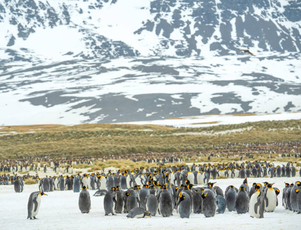 istock King penguin colony on Salisbury Plain, South Georgia Island 2198781154