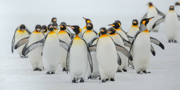 istock King penguins on Salisbury Plain, South Georgia Island 2198781164