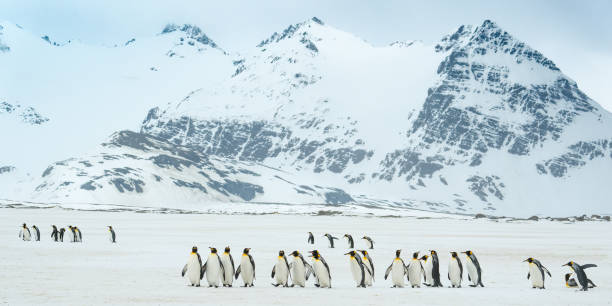 istock King penguins on Salisbury Plain, South Georgia Island 2198781363