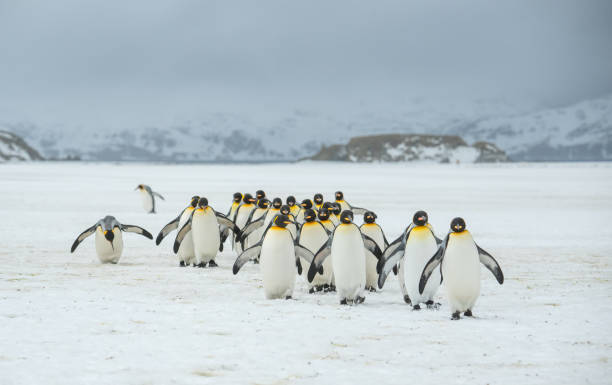 istock King penguins on Salisbury Plain, South Georgia Island 2198781364