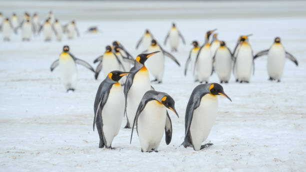 istock King penguins on Salisbury Plain, South Georgia Island 2198781373