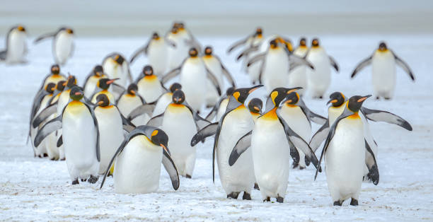 istock King penguins on Salisbury Plain, South Georgia Island 2198781387