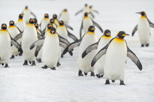 istock King penguins on Salisbury Plain, South Georgia Island 2198781396