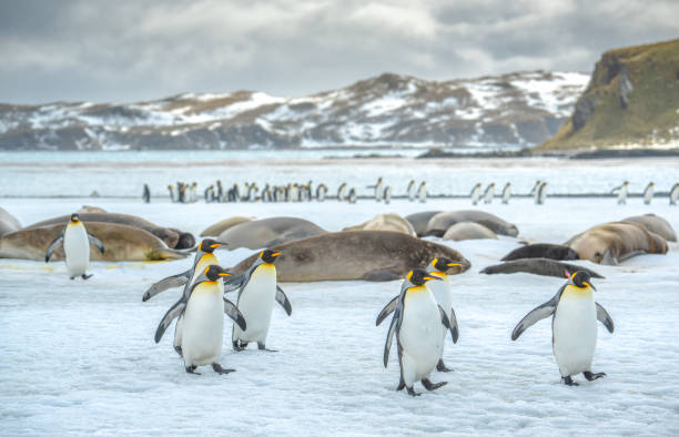 King penguins on Salisbury Plain, South Georgia Island