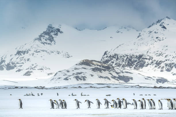 King penguins on Salisbury Plain, South Georgia Island