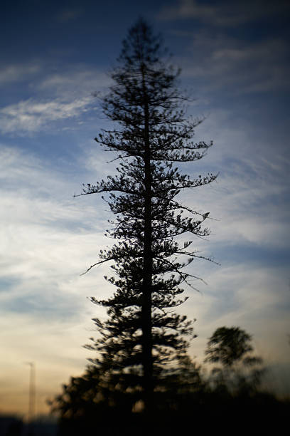 A lone evergreen tree reaches high into the sky as the sun sets, casting long shadows and framing a breathtaking view filled with vibrant colors and soft clouds, evoking tranquility and peace.