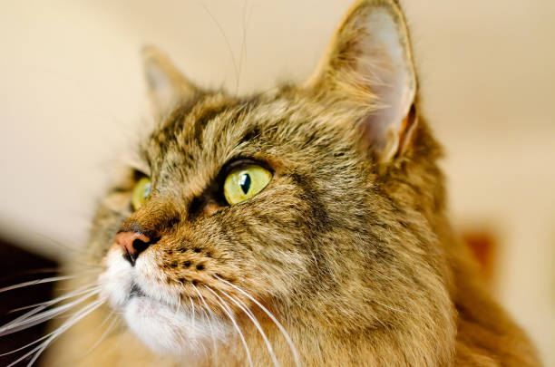 Pretty Boy, a 16-year-old Maine Coon, long-haired domestic cat, is pictured up close, April 3, 2019, in Coden, Alabama.
