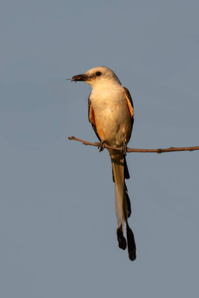 istock Scissor-tailed Flycatcher, Tallgrass Prairie Preserve, OK 2198786872
