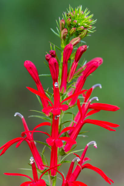 istock Cardinal Flower, Mount Magazine, AR 2198787629