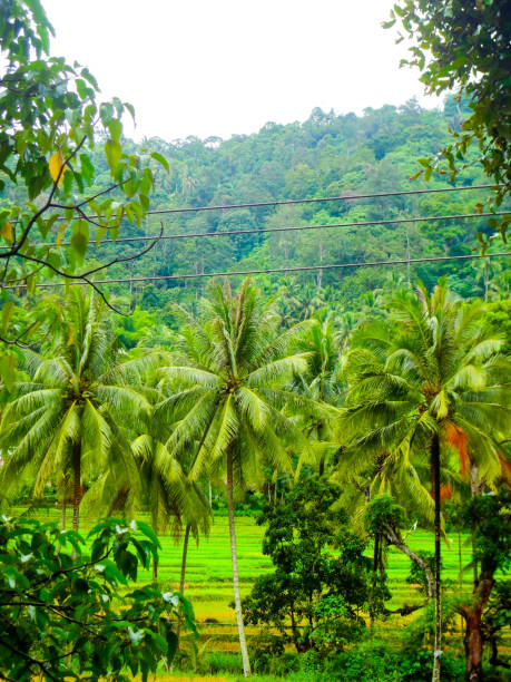istock Tropical Landscape with Palms and Terraces 2198787789