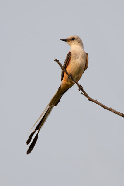 istock Scissor-tailed Flycatcher, Tallgrass Prairie Preserve, OK 2198787830
