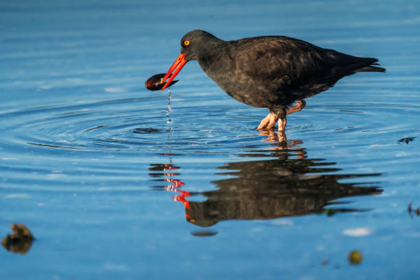 istock Oyster Catcher Feeding on Clams 2198789119