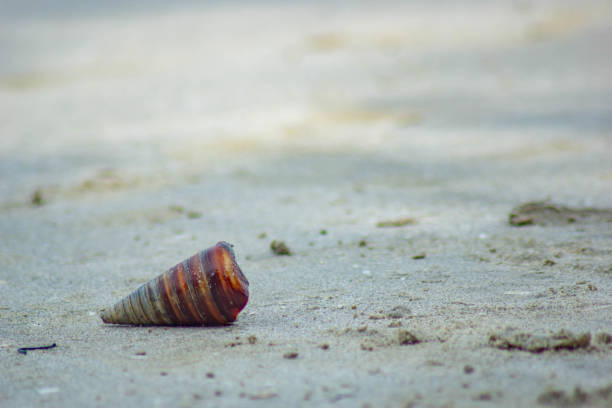 istock conical sea snails shell on beach sands 2198789223