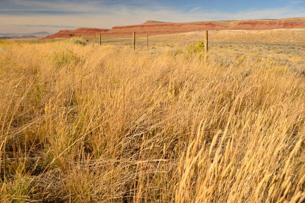 A scenic view of golden prairie grass stretching across the rugged landscape of central Wyoming, with striking red rock formations in the background. The warm hues of the grass contrast beautifully against the earthy tones of the hills under a soft sky. Ideal for themes of western landscapes, rural beauty, and natural scenery.