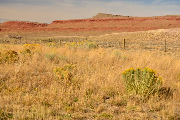 A captivating landscape in central Wyoming featuring golden prairie grass, wild sagebrush, and vibrant yellow wildflowers set against striking red rock formations. The rugged terrain and earthy hues showcase the natural beauty of Wyoming’s high desert environment. Ideal for themes of western landscapes, rural scenery, and arid ecosystems.