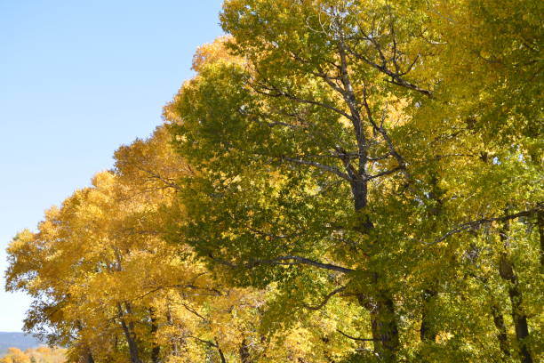 istock Vibrant Autumn Trees in Central Wyoming 2198789800