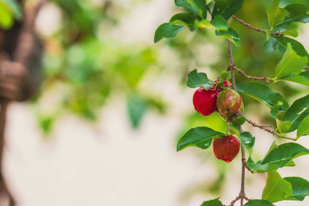 Acerola Brazilian Fruit -  Acerola Red cherries fruit on the bunch in the dew