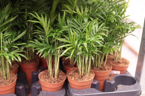 istock Lush Greenhouse Plants in Terracotta Pots 2198795263