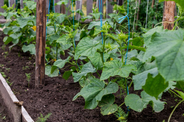 istock the process of growing cucumbers in the garden 2198795554