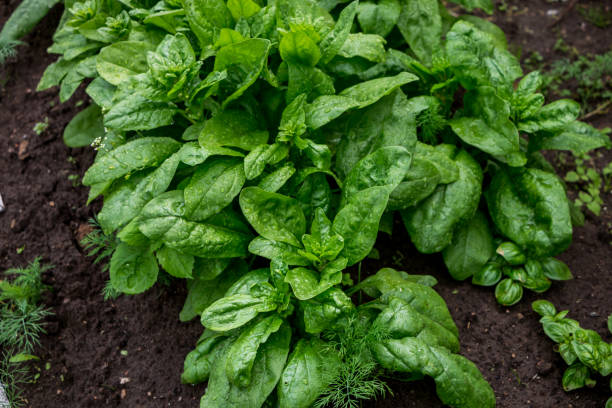 istock green fresh spinach leaves in the garden 2198795595