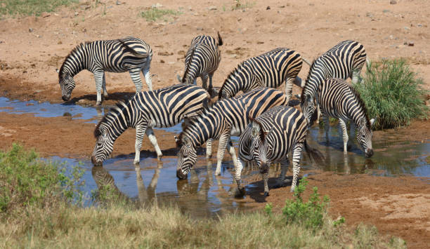 istock Steppenzebra / Burchell's zebra / Equus quagga burchellii 2198795781