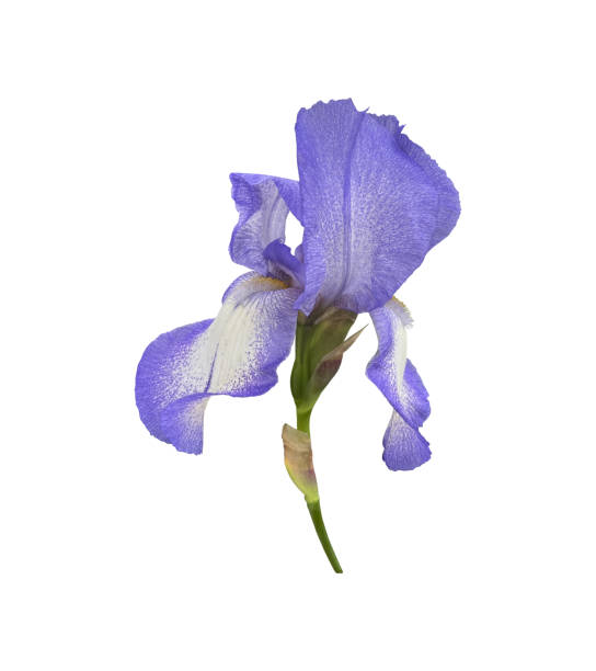 istock Iris bright violet flower close-up, cutout with clipping path object, floral element of design, decor 2198795816